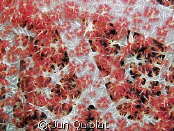 Super Hi-way of Soft Coral, C7070 Olympus by Jun Quiblat 